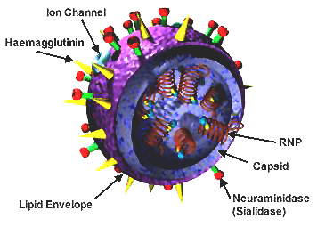 Image of influenza virion